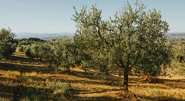 Etude Virginie RODDE